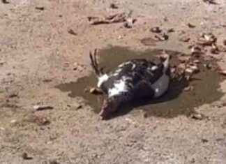 Los patos del Parque de María Luisa no murieron por envenenamiento: análisis descartan agua contaminada news-07082024-020727