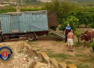 Encuentran sin vida al toro desaparecido en Almenara – Noticias recientes news-30082024-231446
