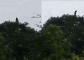 Figura humanoide captada en la copa de un árbol: ¿Es una bruja? news-14092024-070919