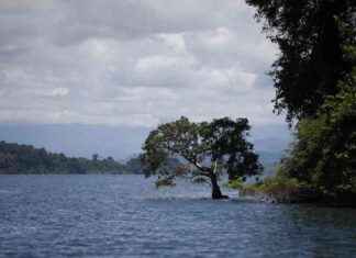 Proyecto portuario en Panamá: dilema entre protección de manglares y desarrollo news-27092024-080640