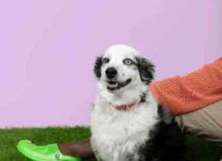 Crocs para perros: ¡La moda canina llega con estilo! news-17102024-022845