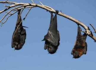 La clave para la hibernación artificial en humanos: ¿Un avance científico? news-22102024-151946