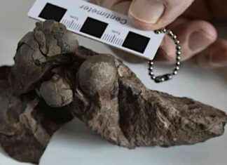 Descubrimiento sorprendente: huevo de dinosaurio histórico. news-27102024-040034