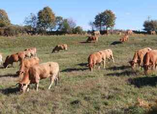 Producto gallego exportado por primera vez a país vecino news-01112024-181538