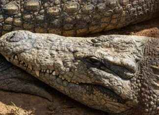 ¿Por qué los cocodrilos no bucean en aguas profundas? ¡Descubre la razón! news-10112024-153926