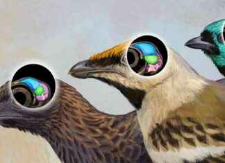 Hallan un cráneo completo de ave prehistórica: fósil único news-15112024-041326