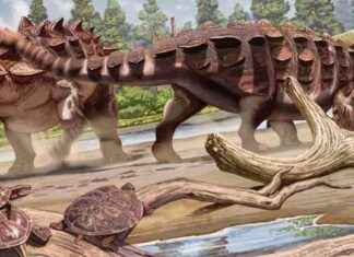 Descubren dinosaurio acorazado de 70 millones de años en China news-21112024-062016