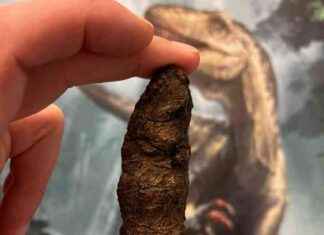 Los excrementos y vómitos de los dinosaurios: su impacto en la evolución news-28112024-115855