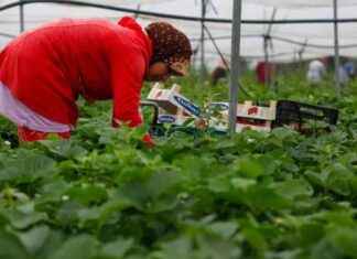 Amenazas del dueño de empresa de fresas de Huelva a jornaleras: ¡A Marruecos todas! amenazas-del-dueo-de-empresa-de-fresas-de-huelva-a-jornaleras-a-marruecos-todas