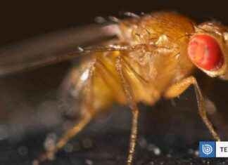 ¿Por qué los astronautas chinos realizan experimentos con moscas en el espacio? por-qu-los-astronautas-chinos-realizan-experimentos-con-moscas-en-el-espacio