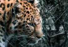 Alineaciones De RB Leipzig Contra Real Madrid Alineaciones De RB Leipzig Contra Real Madrid