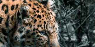 Alineaciones De RB Leipzig Contra Real Madrid Alineaciones De RB Leipzig Contra Real Madrid