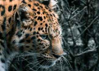 Alineaciones De RB Leipzig Contra Real Madrid Alineaciones De RB Leipzig Contra Real Madrid