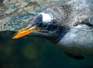 Alineaciones De Valencia C. F. Contra Osasuna Alineaciones De Valencia C. F. Contra Osasuna