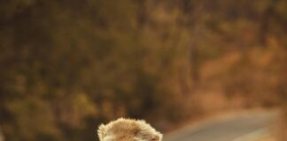 Ejemplos De Una Falacia De Pista Falsa Que Te Sorprenderán