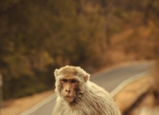 Ejemplos De Una Falacia De Pista Falsa Que Te Sorprenderán