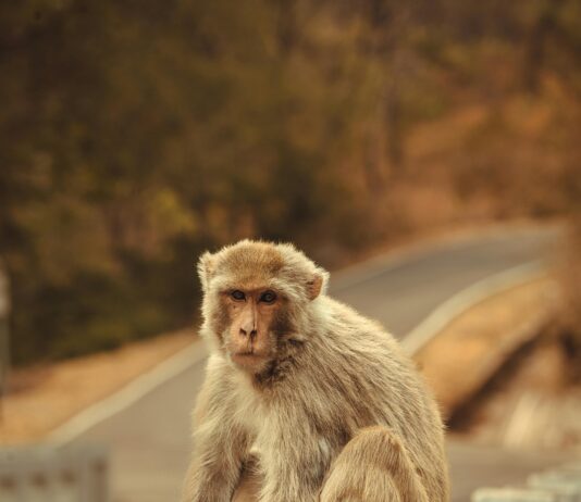 Ejemplos De Una Falacia De Pista Falsa Que Te Sorprenderán