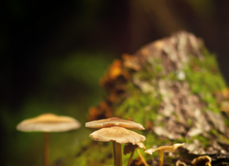 Alineaciones De Bayer Leverkusen Contra Werder Bremen: ¿Quién Sorprenderá?