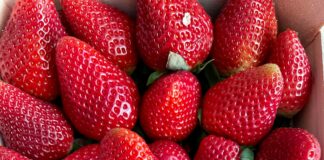 Alineaciones De Celta De Vigo Contra Valencia C. F.: ¿Quién Sorprenderá?