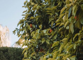 Alineaciones De Valencia C. F. Contra Betis: ¿Quién Sorprenderá En El Campo?