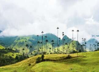 Alineaciones De U. D. Las Palmas Contra Betis: ¿Quién Sorprenderá?