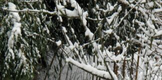 Alineaciones De Bayer Leverkusen Contra Qarabağ: ¿Quién Sorprenderá?