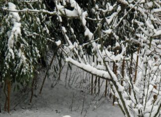 Alineaciones De Bayer Leverkusen Contra Qarabağ: ¿Quién Sorprenderá?