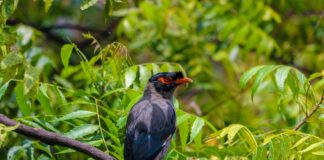 Alineaciones De Betis Contra RCD Espanyol: ¿Quién Sorprenderá?