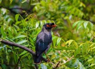 Alineaciones De Betis Contra RCD Espanyol: ¿Quién Sorprenderá?